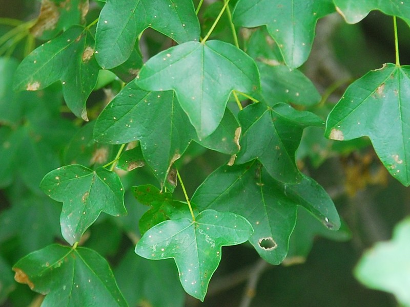 Acer monspessulanum